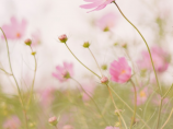 花间派(花间派的起源和历史)